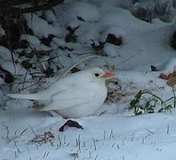 comment abreuver les oiseaux quand il gele