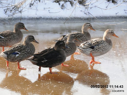 comment abreuver les oiseaux quand il gele