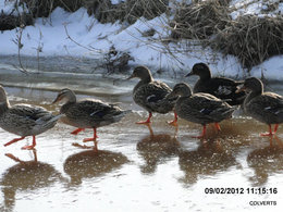 comment abreuver les oiseaux quand il gele