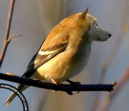 comment abreuver les oiseaux quand il gele