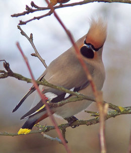 comment abreuver les oiseaux quand il gele