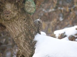 Nourrir les oiseaux en hiver au jardin