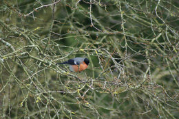 Nourrir les oiseaux en hiver au jardin