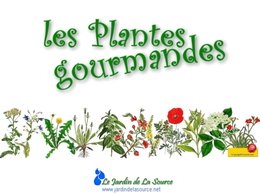 Livre : cuisinons les fleurs