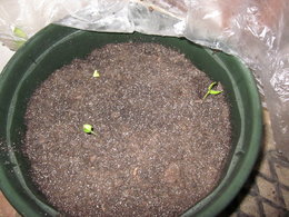 semis de laitue(appia)