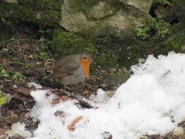 Nourrir les oiseaux en hiver au jardin