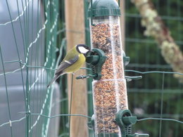 Nourrir les oiseaux en hiver au jardin