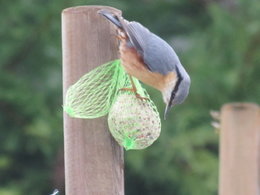 Nourrir les oiseaux en hiver au jardin