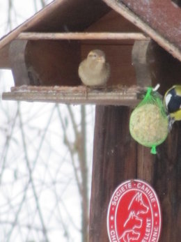 Nourrir les oiseaux en hiver au jardin