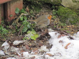 Nourrir les oiseaux en hiver au jardin