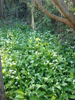 Pesto a l'ail des ours