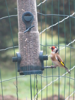 Nourrir les oiseaux en hiver au jardin