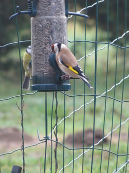 Nourrir les oiseaux en hiver au jardin