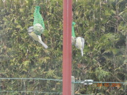 Nourrir les oiseaux en hiver au jardin