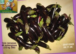 1ére RAMASSE D'AUBERGINES