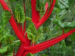 Bette à carde blanche - Beta vulgaris cicla  