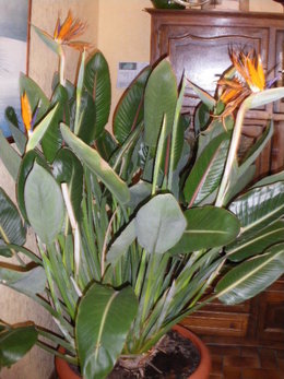 Oiseau du paradis - Strelitzia reginae