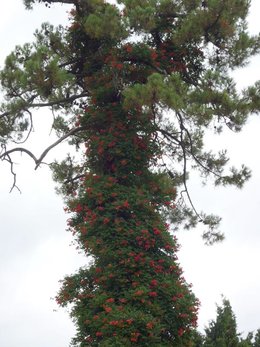 Fleurir le tronc d'un arbre