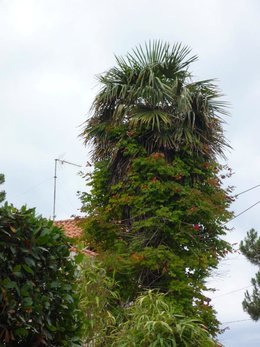 Fleurir le tronc d'un arbre