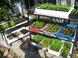 Début mars, avez-vous déjà semé des légumes à l'abri ?