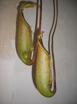 Nepenthes miranda juin 2009