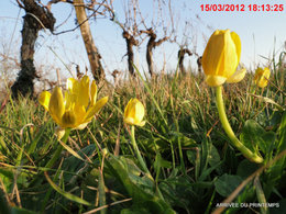 Le printemps est-il en avance ?