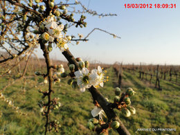 Le printemps est-il en avance ?