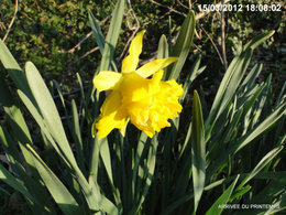 Le printemps est-il en avance ?