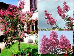 Lagerstroemia indica - Lilas des Indes