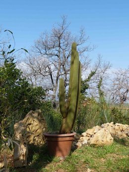 Conseils pour cactus pas en forme SVP