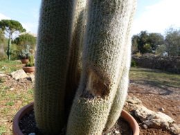 Conseils pour cactus pas en forme SVP