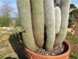 Conseils pour cactus pas en forme SVP