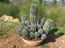 Conseils pour cactus pas en forme SVP