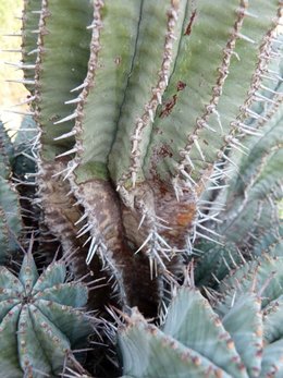 Conseils pour cactus pas en forme SVP