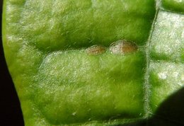 Feuilles d'avocatier mangées