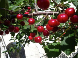 Noyaux d'arbres fruitiers