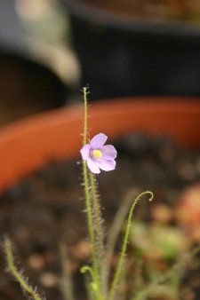 Nepenthes miranda juin 2009