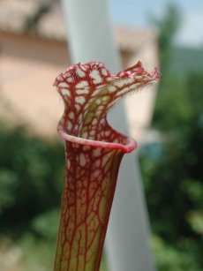 Nepenthes miranda juin 2009