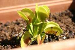 Nepenthes miranda juin 2009