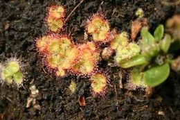 Nepenthes miranda juin 2009