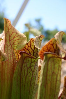 Nepenthes miranda juin 2009