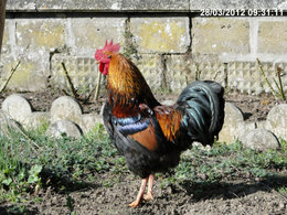 Avez-vous un coq pour honorer vos poules ?