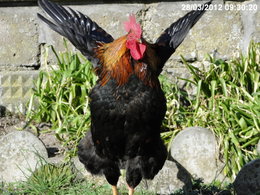 Avez-vous un coq pour honorer vos poules ?