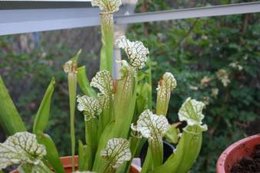 Nepenthes miranda juin 2009