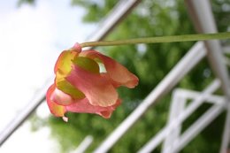 Nepenthes miranda juin 2009