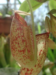 Nepenthes miranda juin 2009