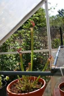 Nepenthes miranda juin 2009