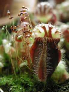 Nepenthes miranda juin 2009