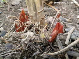 Des lis dans votre jardin ?