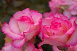 à la rencontre des roses.